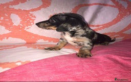 Chiweenie dogs for sale: Chihuahua Cross Puppies   - Image 3