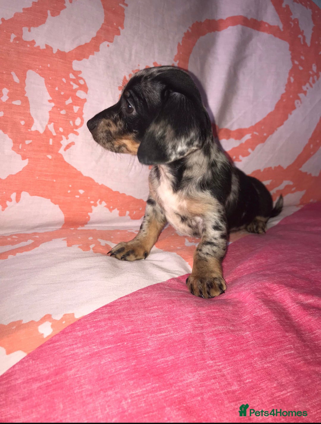 Chiweenie dogs for sale: Chihuahua Cross Puppies   - Image 3