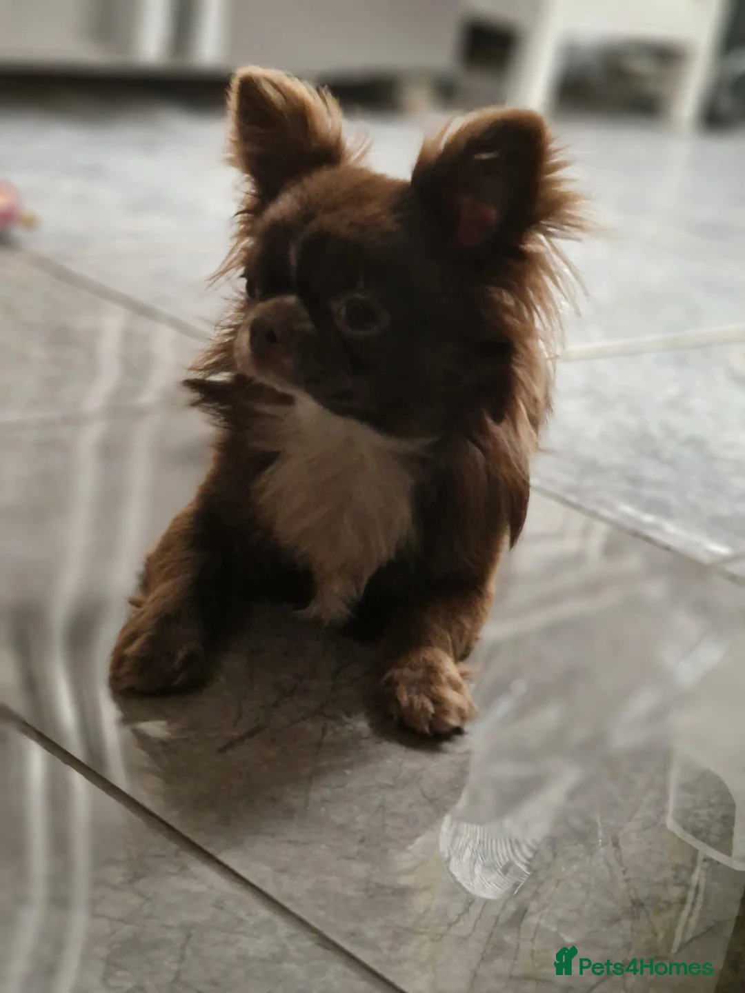 Chihuahua dogs for stud: Chihuahua Chocolate longhaired Stud  in Romford - Advert 19