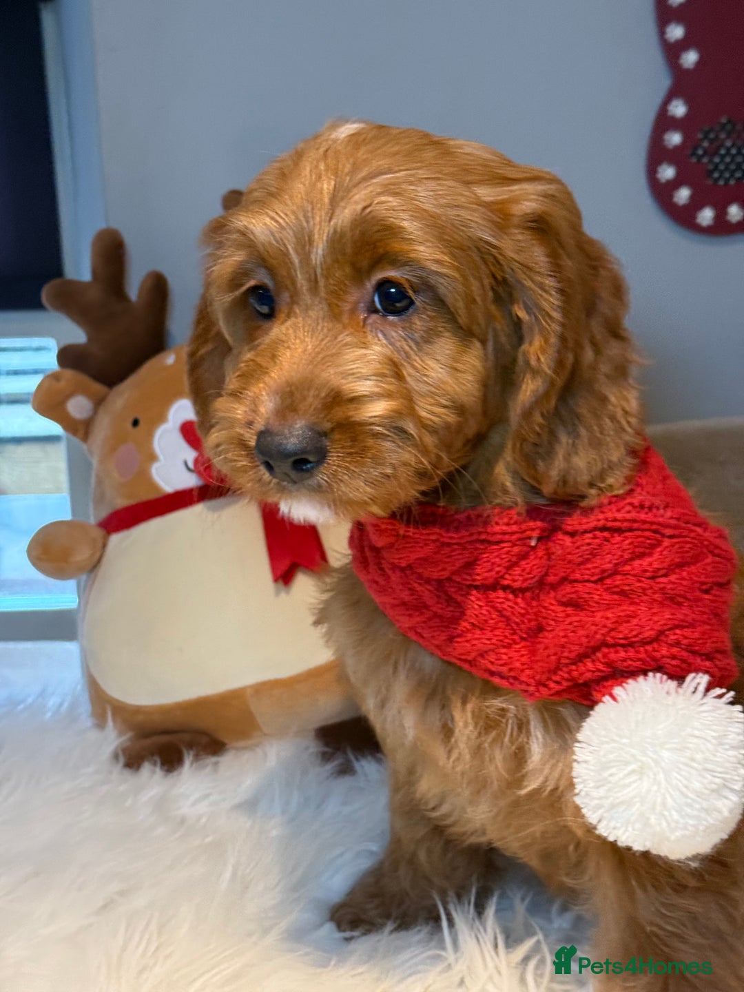 Cockapoo dogs for sale: Deep Dark Red Cockapoo Girl ready now  - Advert 3