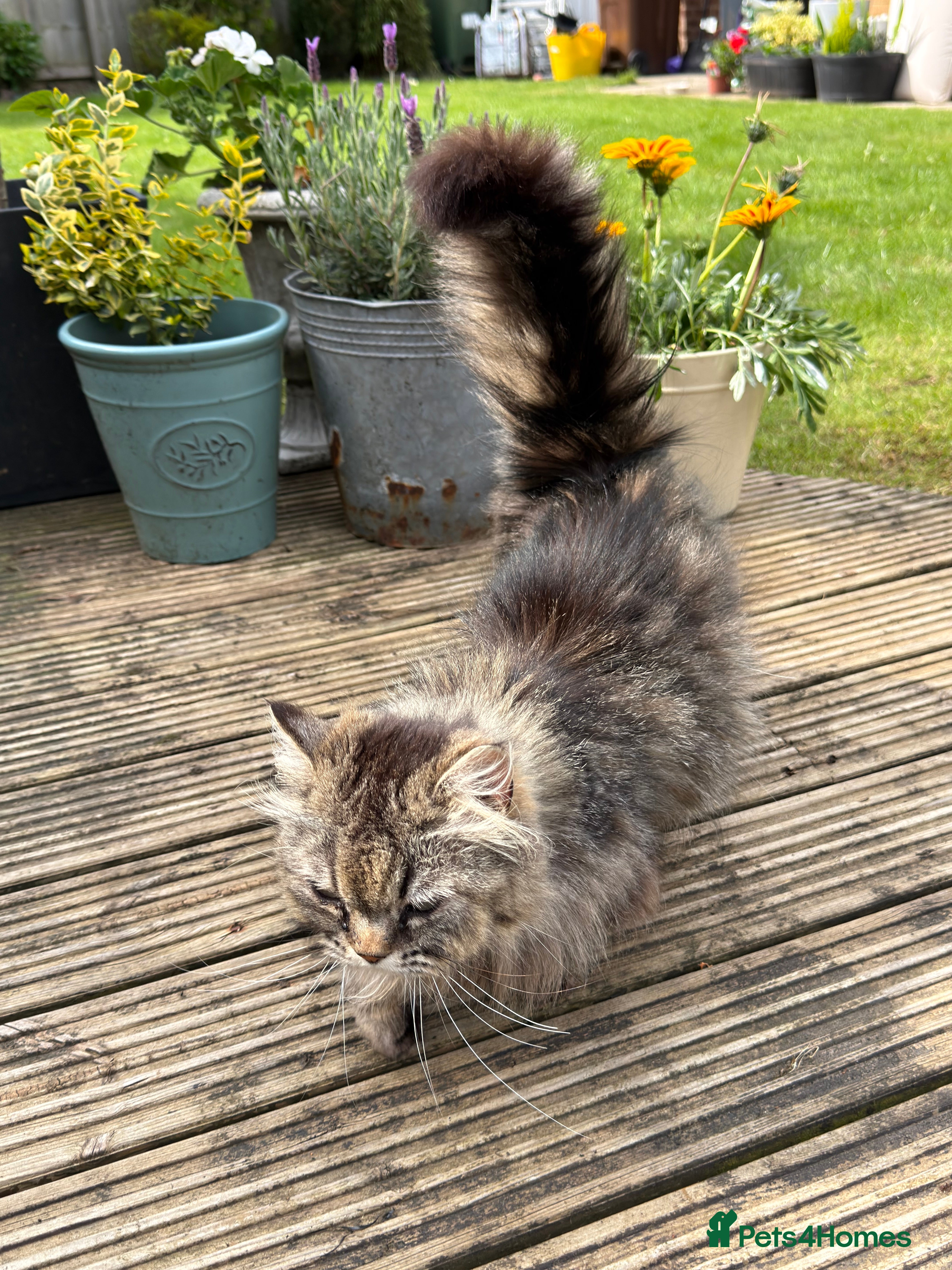 Munchkin cats Oscar & Zoe - Advert 2