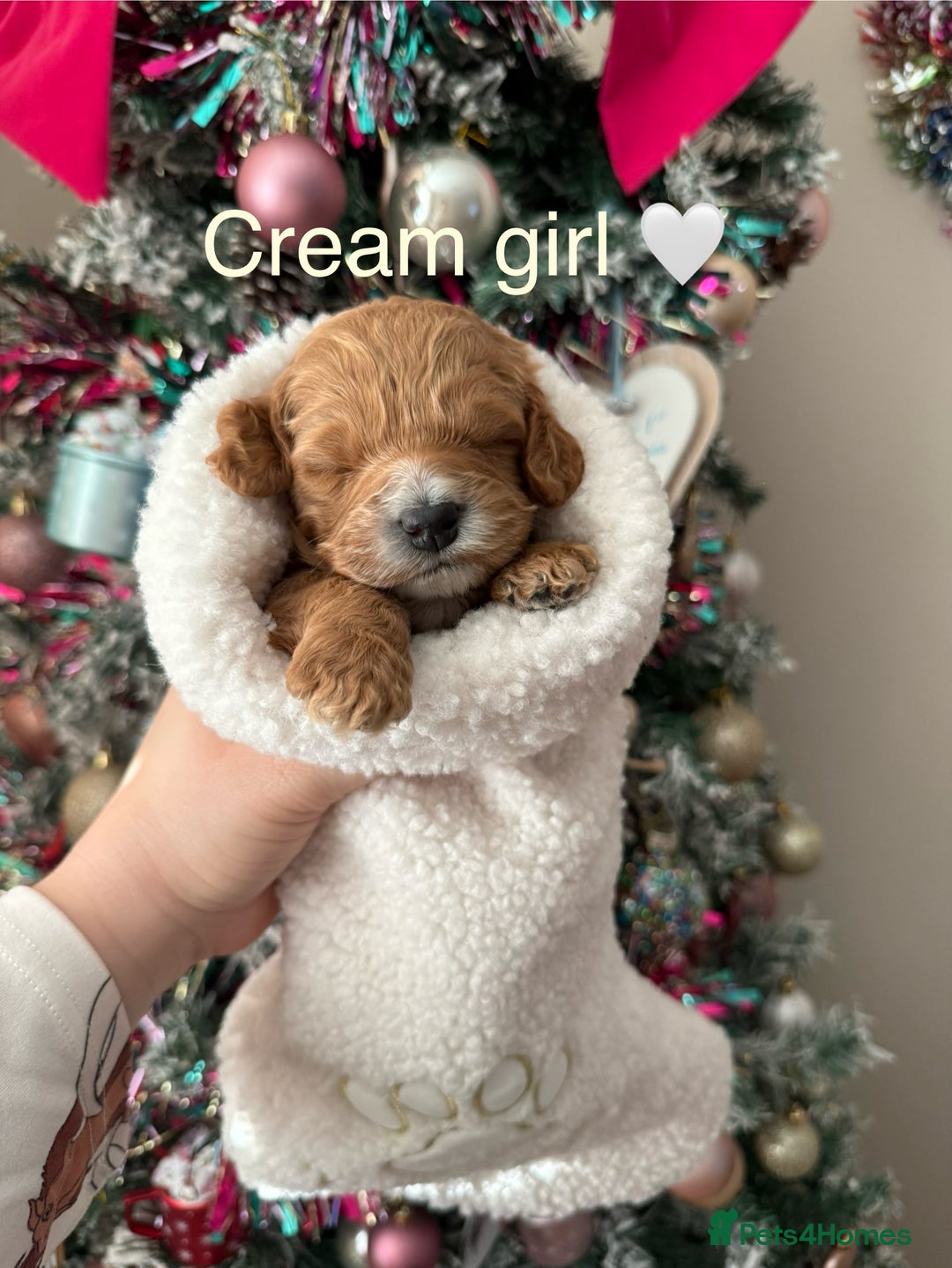 Cockapoo dogs for sale: Gorgeous F1 cockapoo puppies  - Advert 4