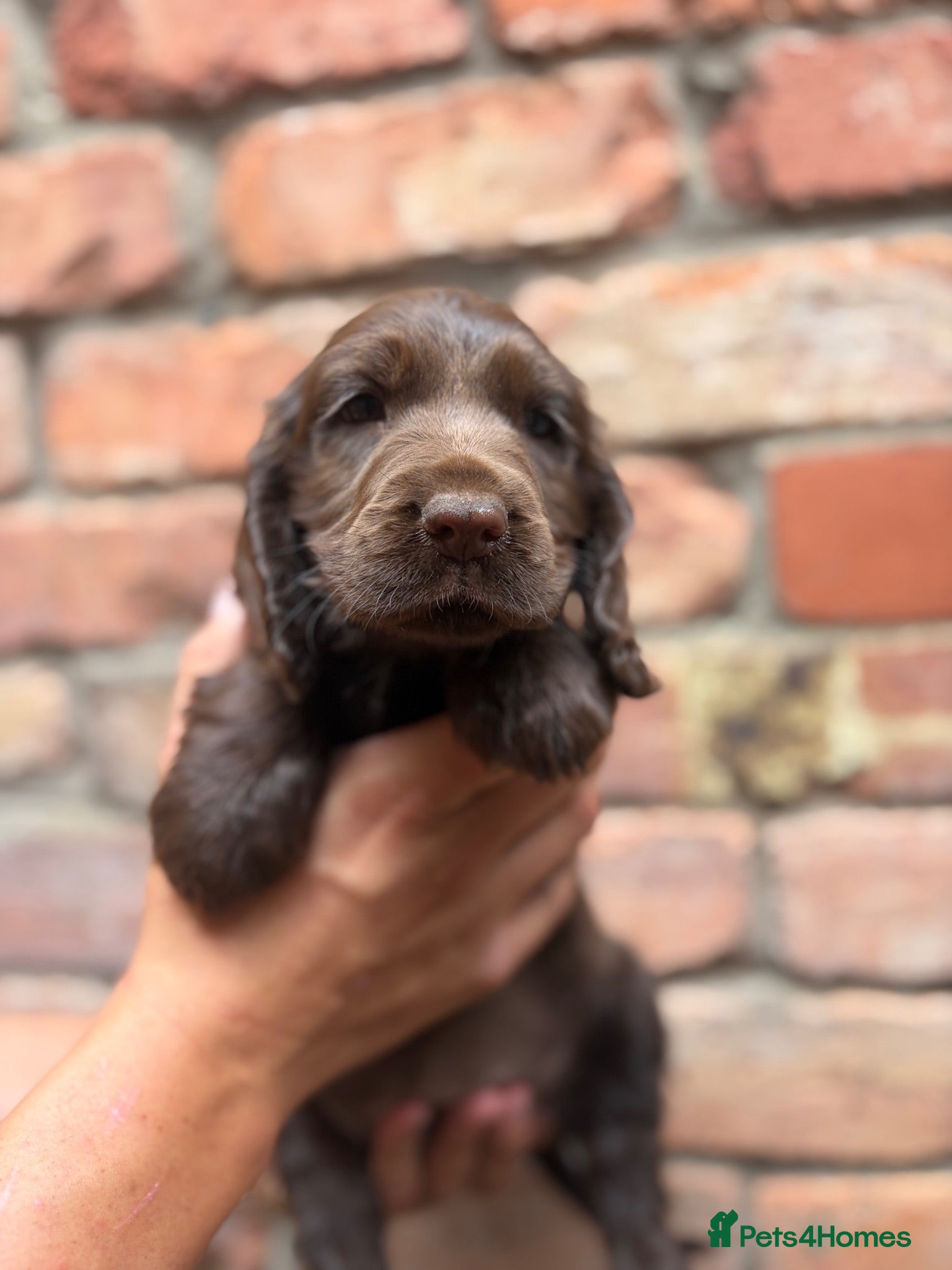 Cocker Spaniel dogs Choclate Show Cocker Girl available 😍 - Advert 2