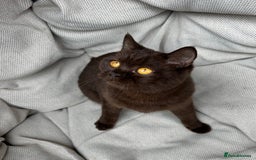 British Shorthair cats for sale: British Shorthair Chunky kittens - Image 30