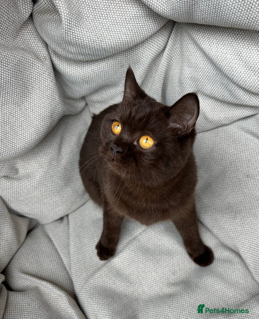 British Shorthair cats for sale: British Shorthair Chunky kittens - Image 30