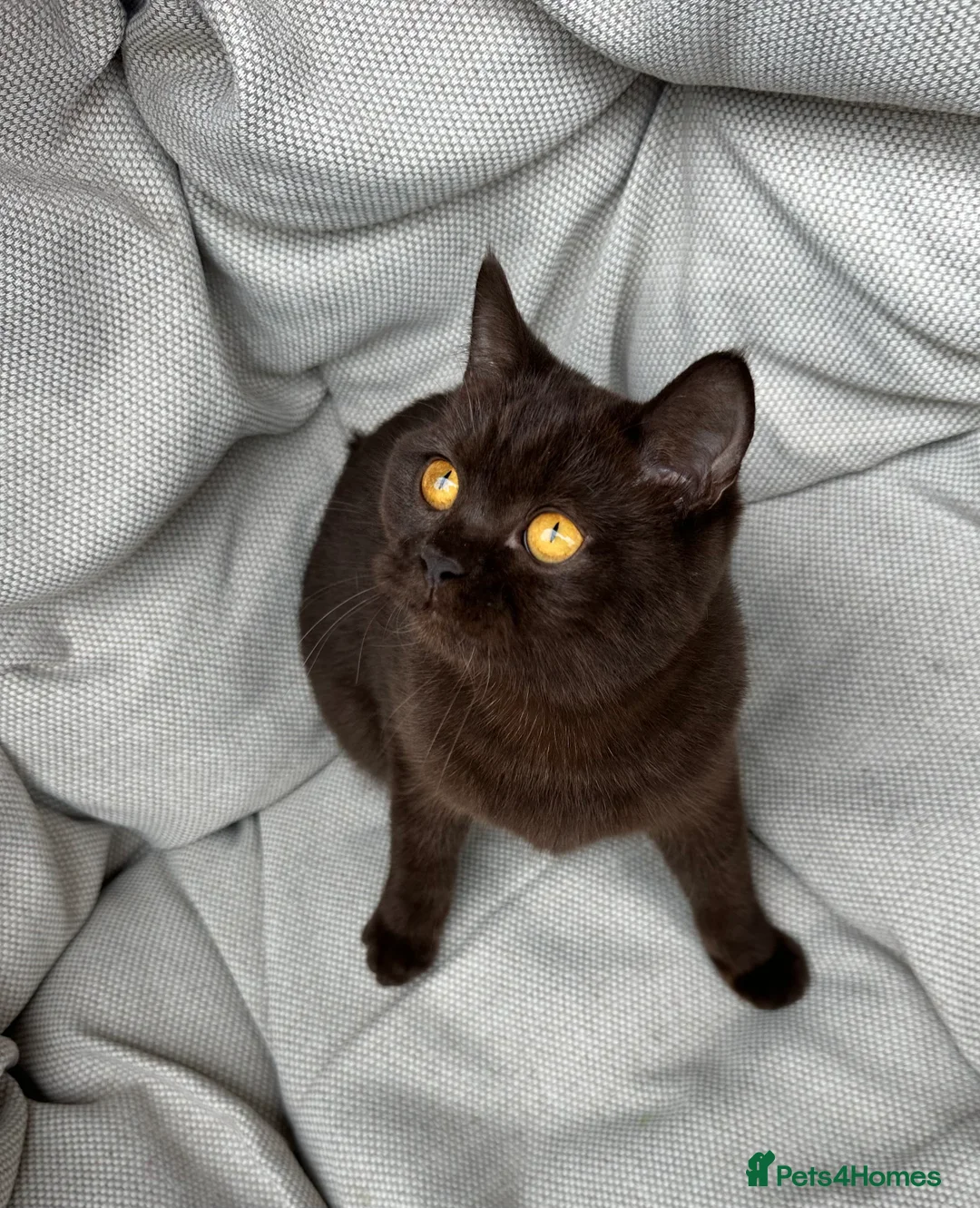 British Shorthair cats for sale: British Shorthair Chunky kittens - Advert 9