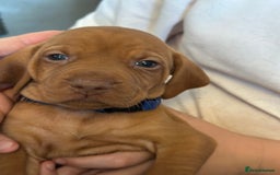 Hungarian Vizsla dogs for sale: Amazing Hungarian vizsla puppies - Image 35