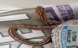 Corn Snake reptiles for sale: Hatchling corn snakes - Advert 7