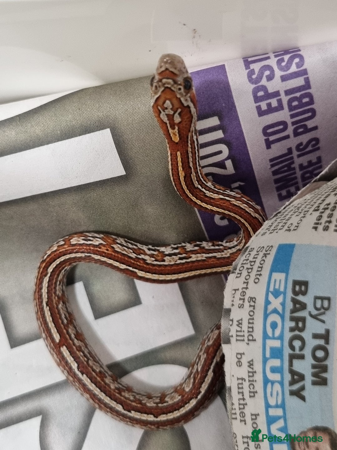 Corn Snake reptiles for sale: Hatchling corn snakes - Advert 7