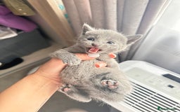 Russian Blue cats for sale: *TOP* Quality TICA GCCF Russsian Blue Kittens - Image 6