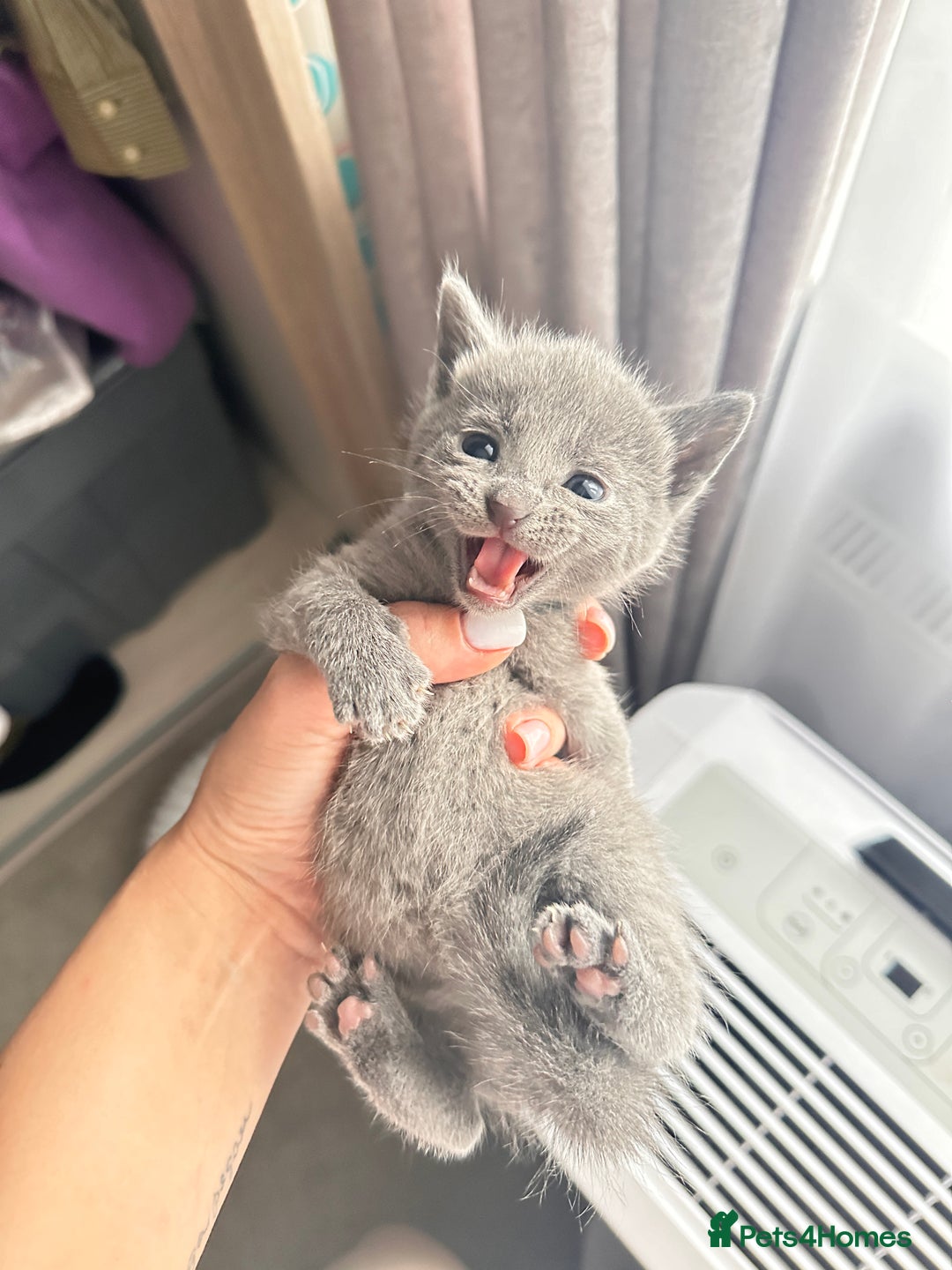 Russian Blue cats for sale: *TOP* Quality TICA GCCF Russsian Blue Kittens - Image 6