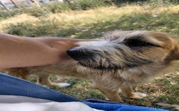 Mixed Breed dogs for adoption: TINA, a Lovely Puppy Girl - for a Loving Home - Image 1