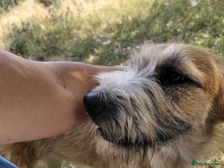 Mixed Breed dogs - Advert 18