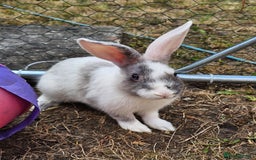 Harlequin rabbits for sale: 4 Gorgeous Harlequin bunnies looking for a 🏡  - Image 2