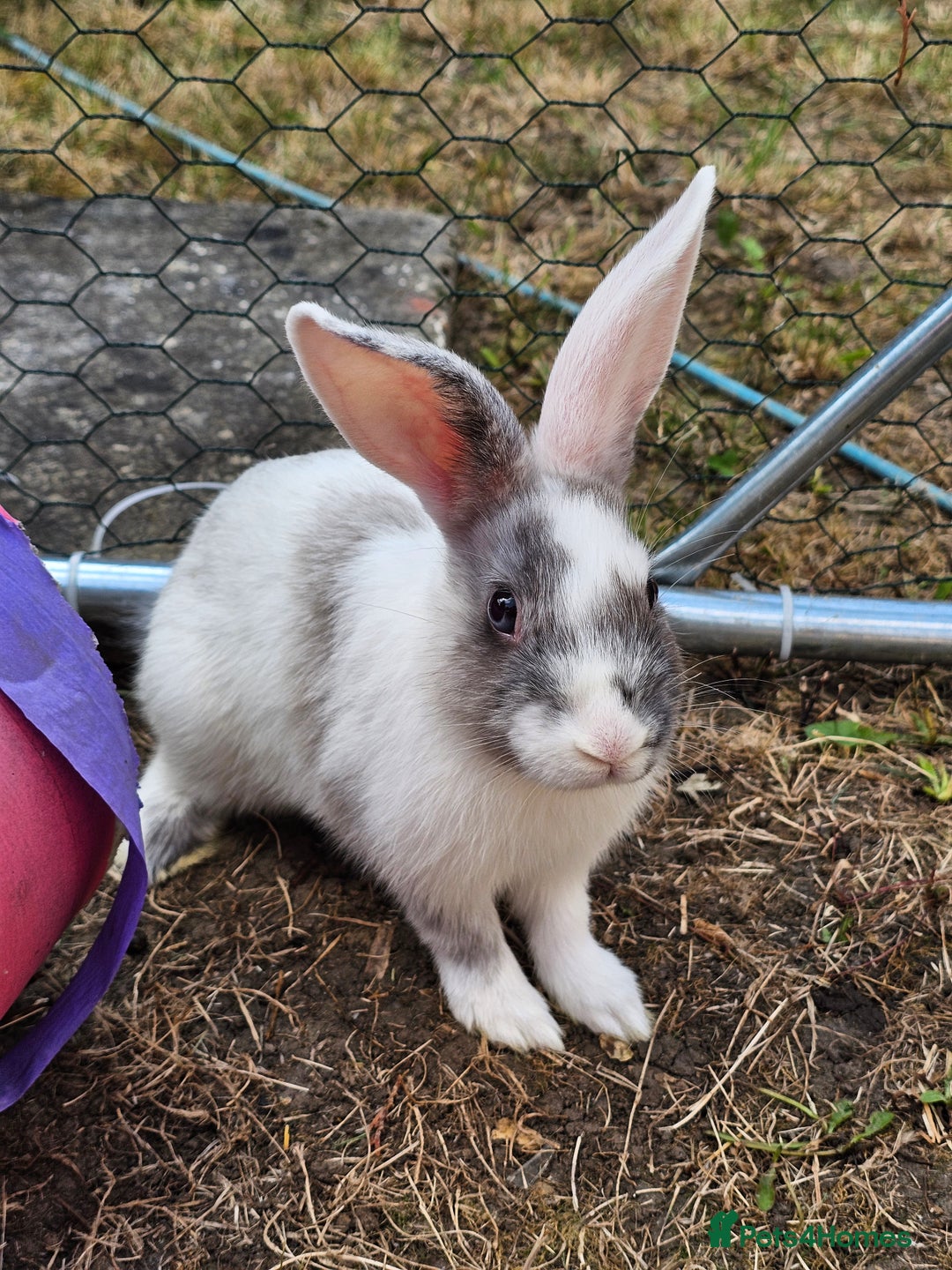Harlequin rabbits for sale: 4 Gorgeous Harlequin bunnies looking for a 🏡  - Image 2