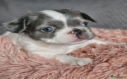French Bulldog dogs for sale: Beautiful Fluffy French bulldogs - Image 6