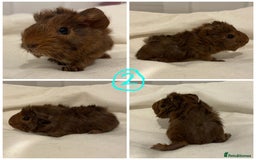 Guinea Pig rodents for sale: Baby Guinea Pig Boars - Image 5
