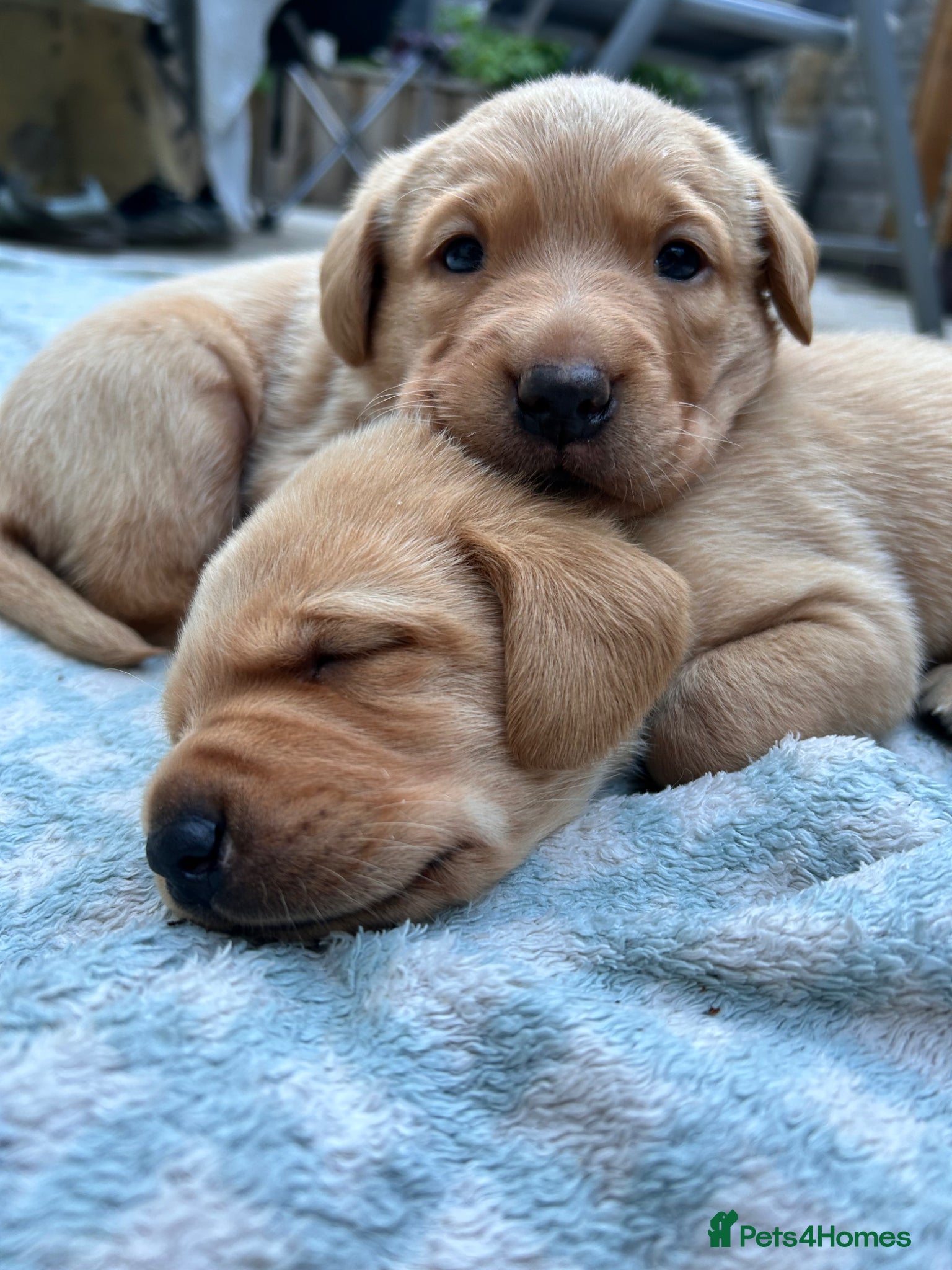 Labrador Retriever dogs for sale: KC Registered Rex Fox Labrador Puppies in Brecon - Advert 6