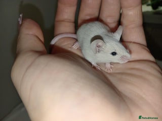 Mouse rodents Male and female mice ready soon - Advert 9