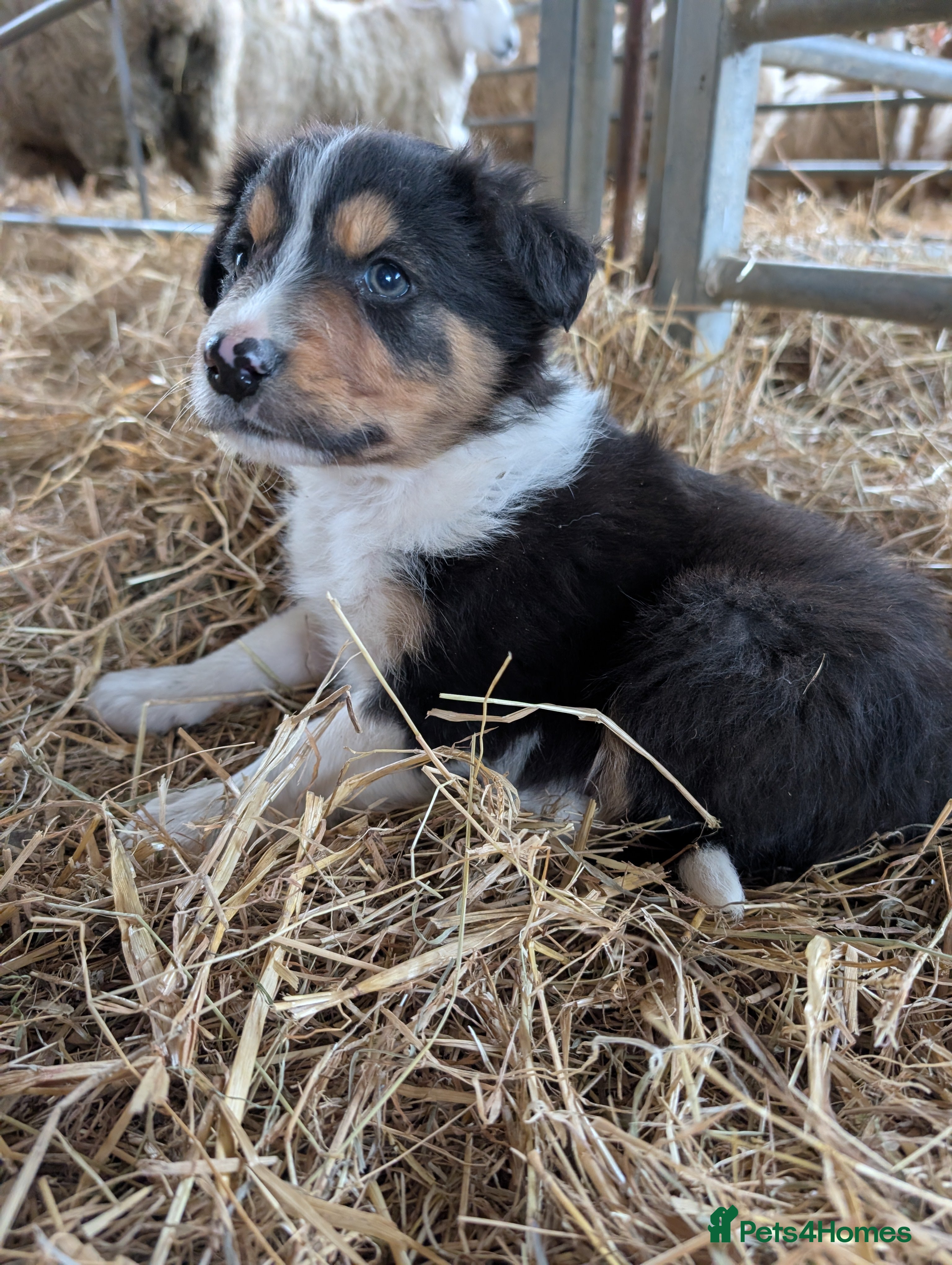 Border Collie dogs Border Collie Puppies  - Advert 1