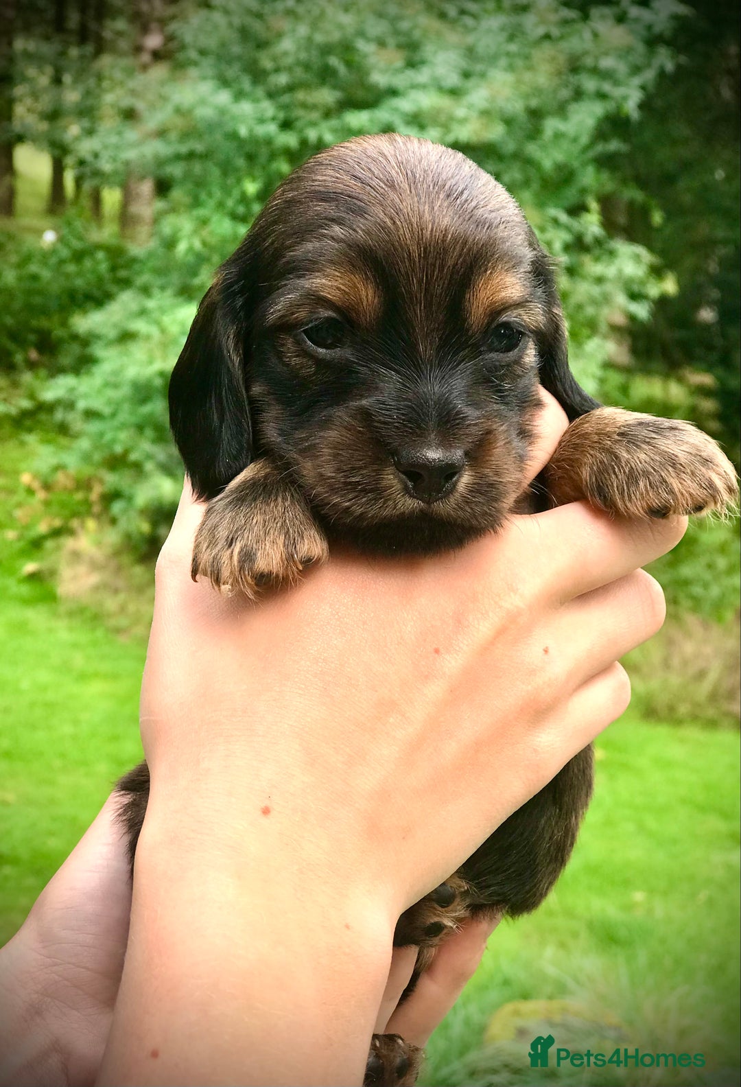 Dachshund dogs for sale: Miniature Silky Wirehaired Dachshund puppies! - Image 4