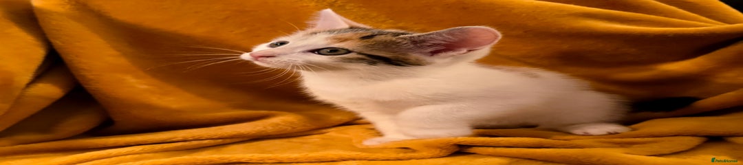 Girl One of a kind. Kitten 2