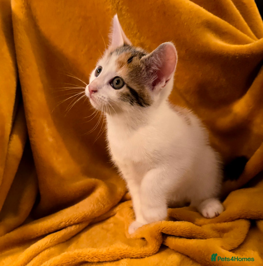 Mixed Breed cats for sale: 4 boys and 2 girls Family-Raised, Well-Socialised  - Image 23