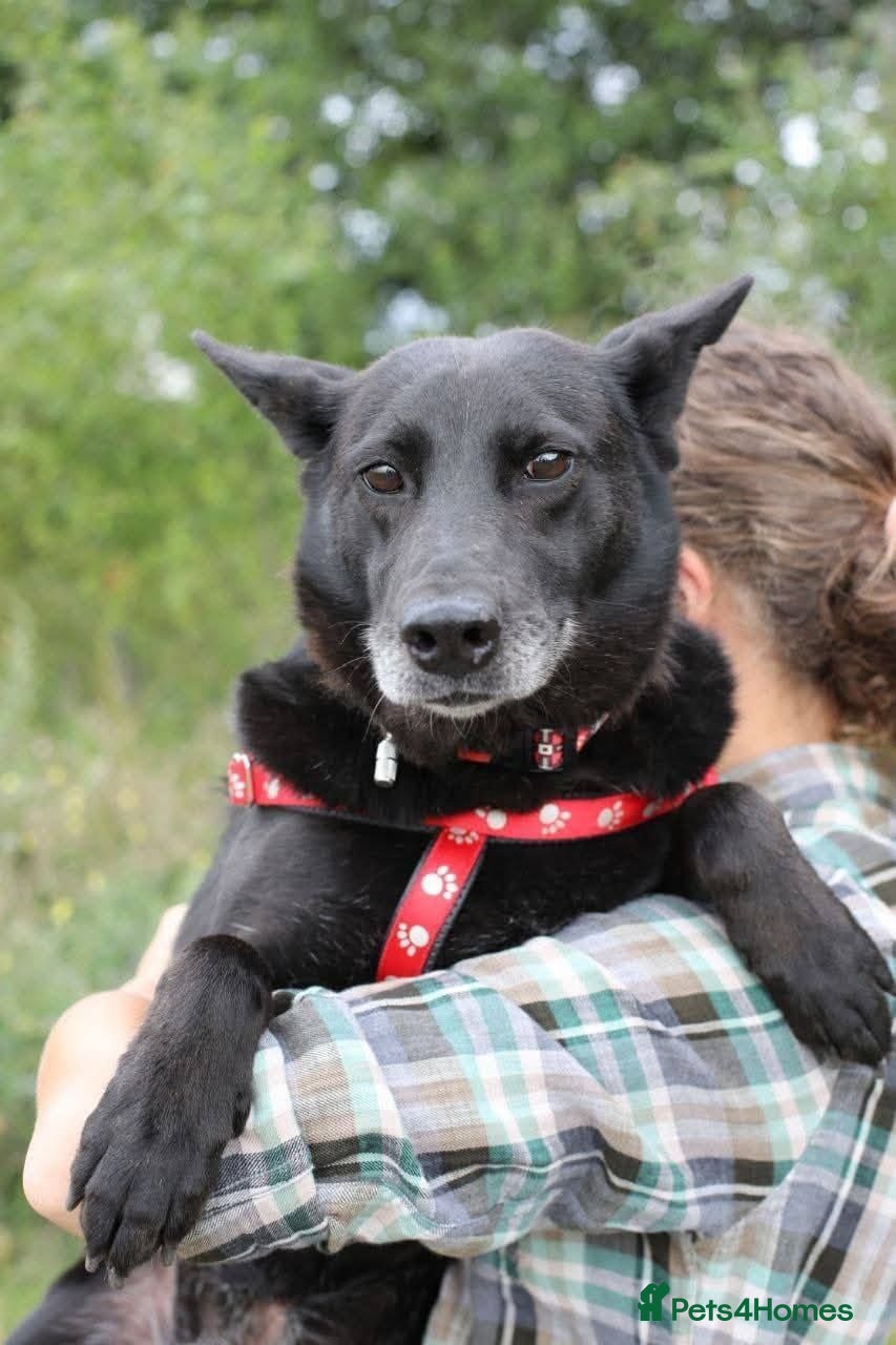 Mixed Breed dogs ❤️Mary❤️: 6 years old, medium-sized girl - Advert 1