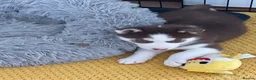 Siberian Husky dogs for sale: Beautiful Husky Puppies in Wells - Advert 14