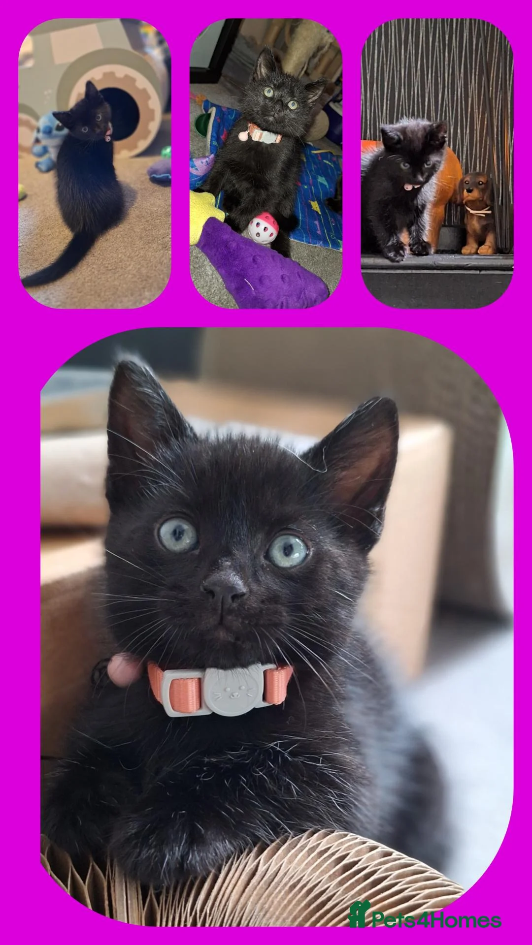 Mixed Breed cats for sale: 8 week old female kitten  in Irvine - Advert 12