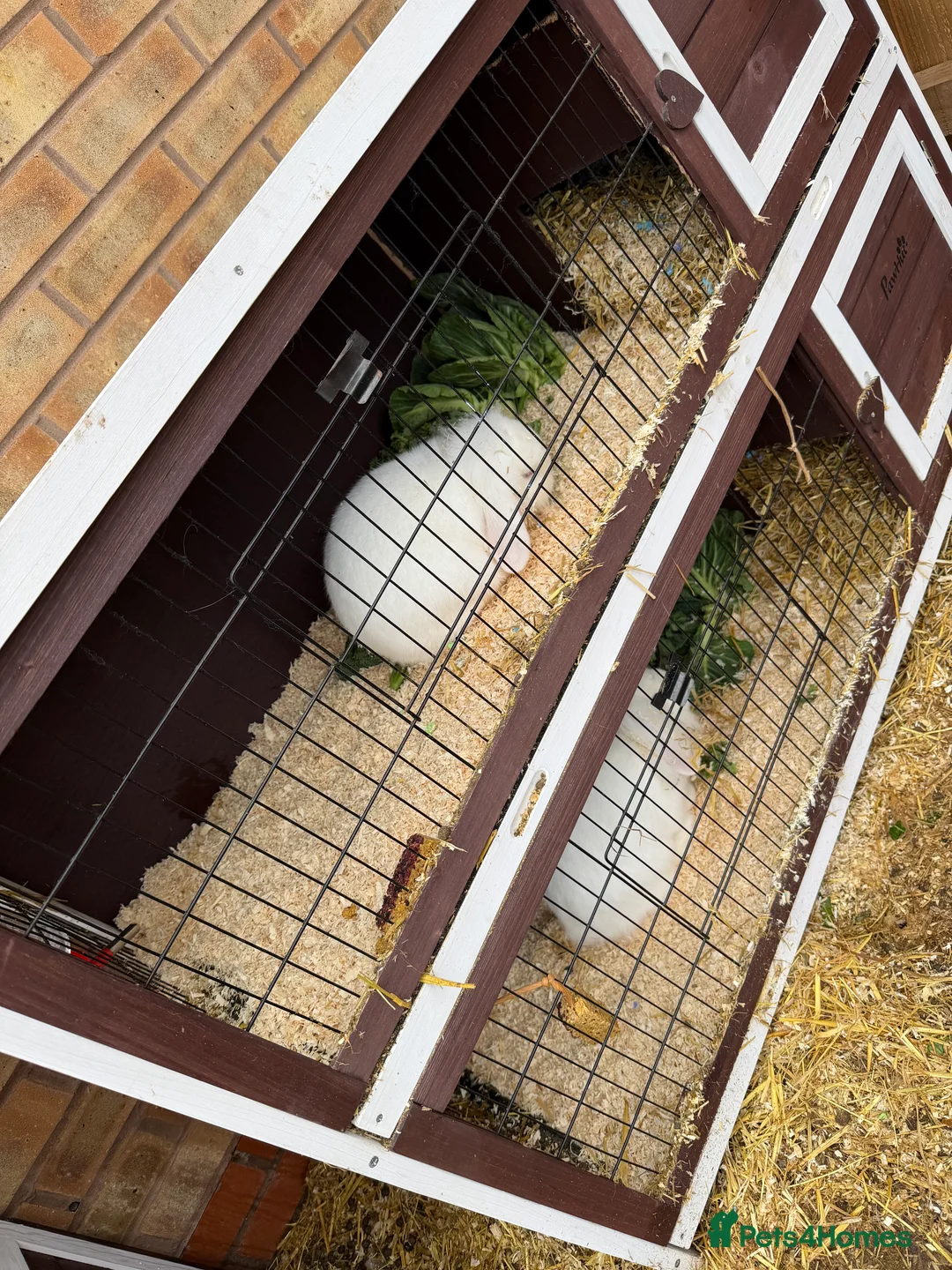 Mixed Breed rabbits for sale: 4 albino rabbits for sale - Advert 2