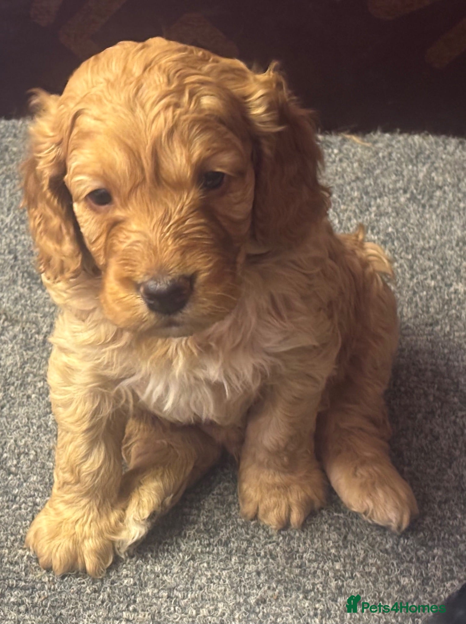Cockapoo dogs F1 Cockapoo puppies - Advert 3
