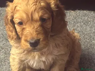 Cockapoo dogs F1 Cockapoo puppies - Advert 3