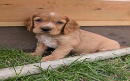 Cocker Spaniel dogs for sale: KC Registered Cocker Spaniel Puppies in Canterbury - Image 9
