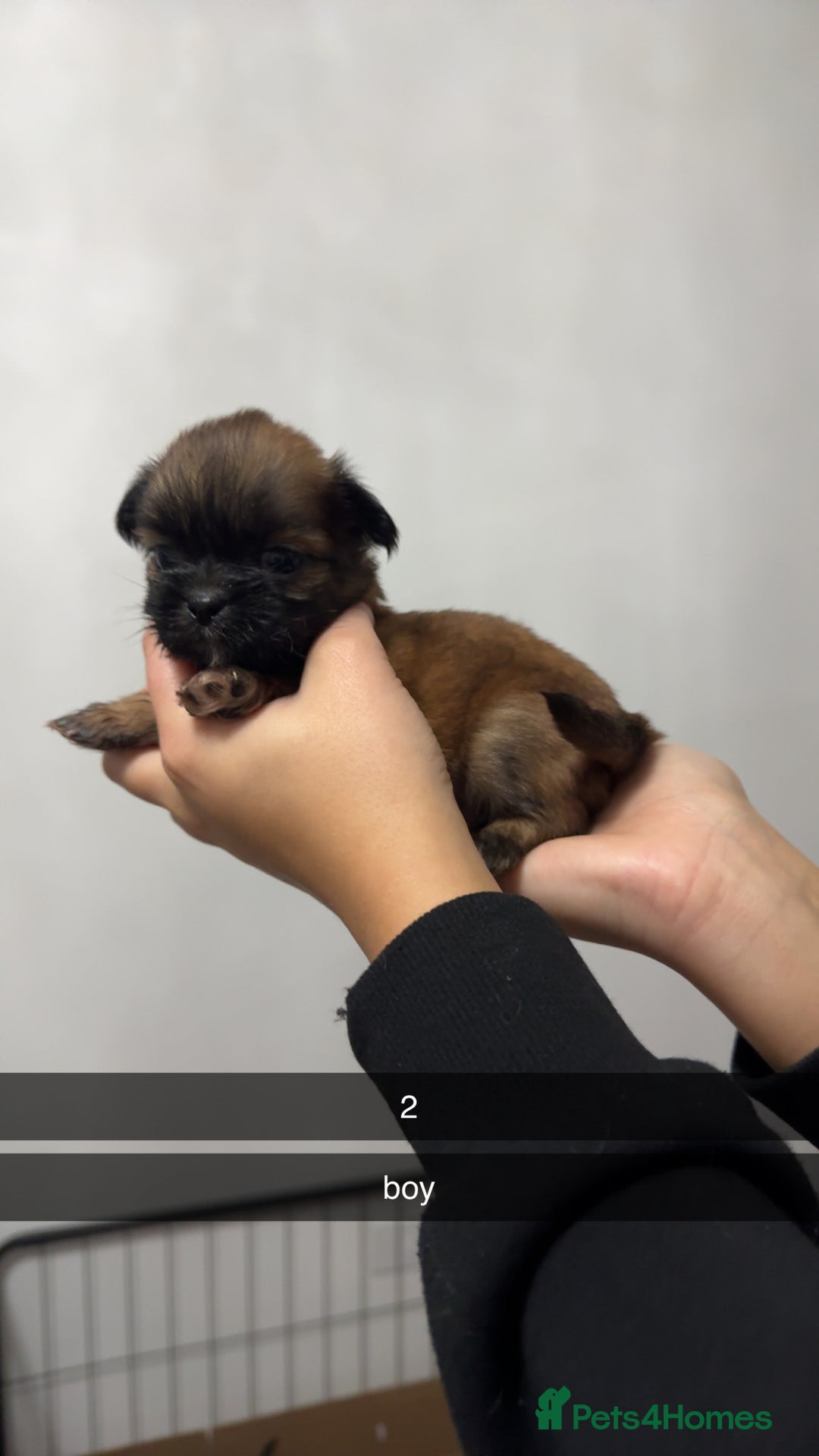 Shih Tzu dogs for sale: Shih tzu puppies for sale 2 girls 2 boys - Advert 3