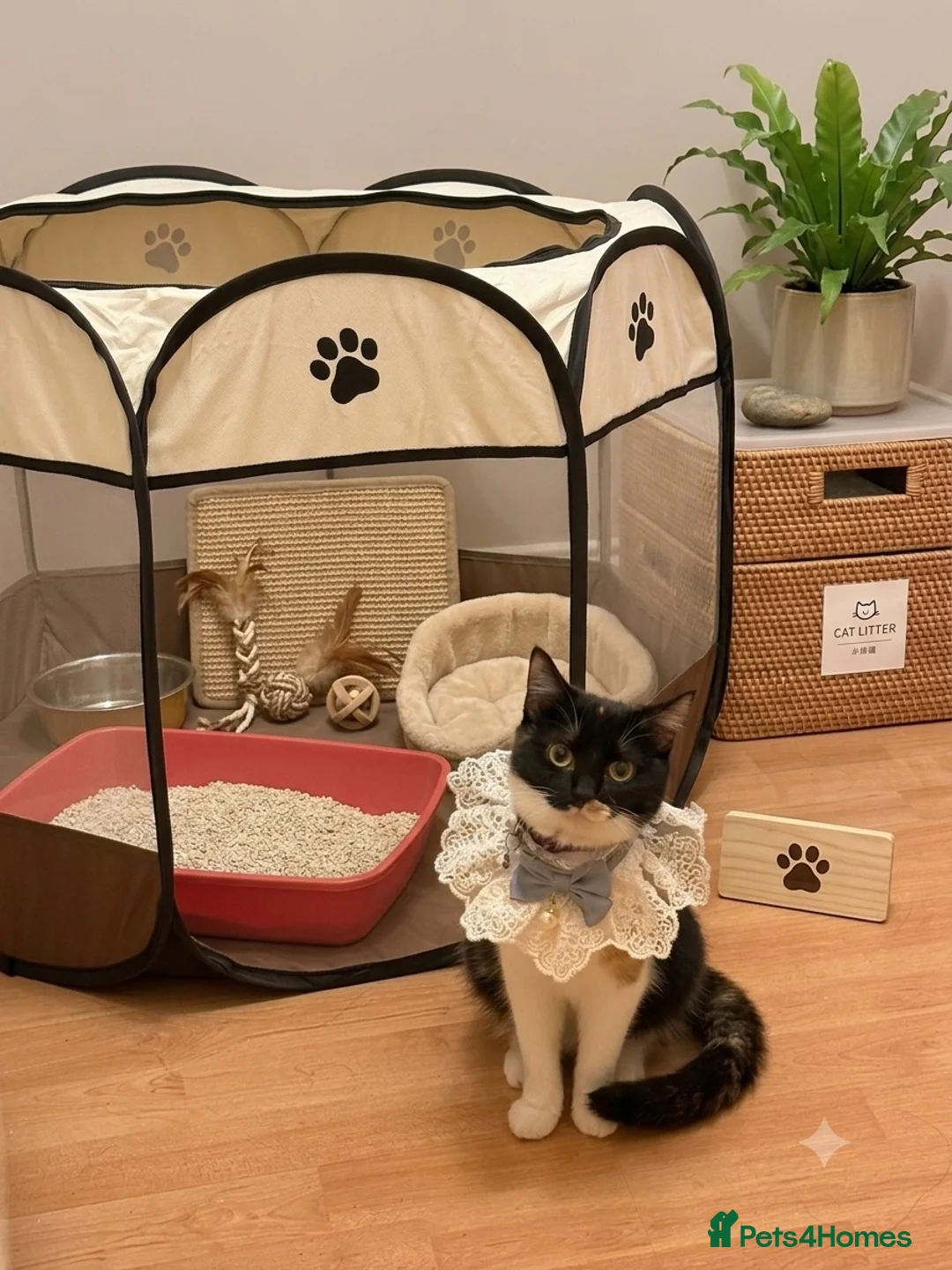 Mixed Breed cats for sale: cute cat in Sheffield - Advert 1