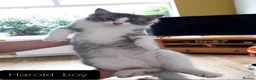 Maine Coon cats for sale: Maincoon ×Ragdoll (Ragcoon)  now available.  - Advert 4