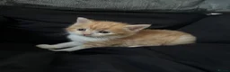 British Longhair cats for sale: CUTE FLUFFY KITTENS LOOKING FOR A FOREVER HOME - Advert 14