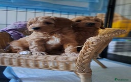 Australian Labradoodle dogs for sale: Australian Labradoodle puppies in Basildon - Image 5