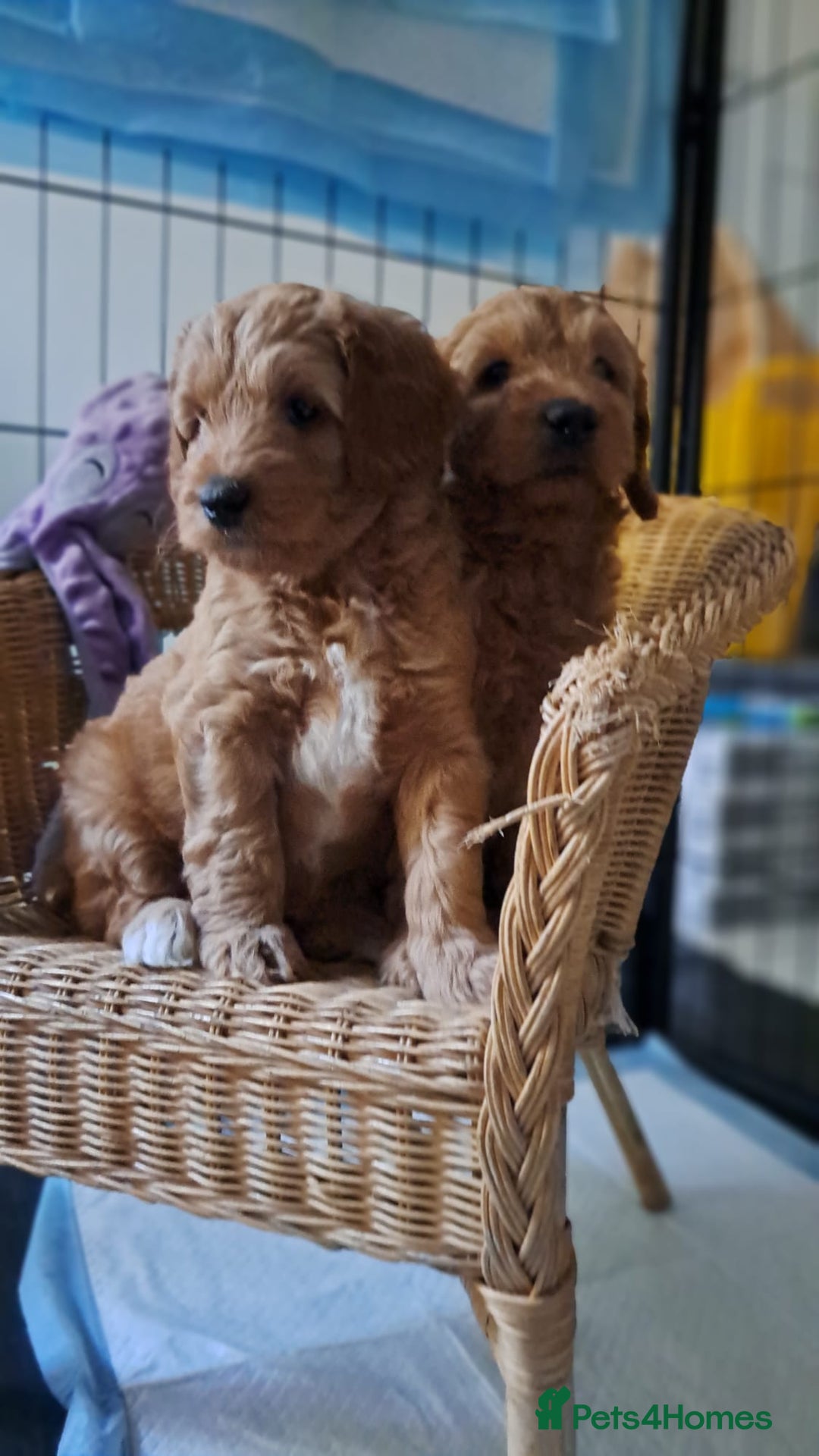 Australian Labradoodle dogs for sale: Australian Labradoodle puppies in Basildon - Image 5