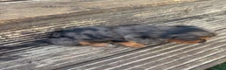 Mixed Breed dogs for sale: DASHALIER PUPPIES Cavalier X dachshund in Saffron Walden - Advert 16