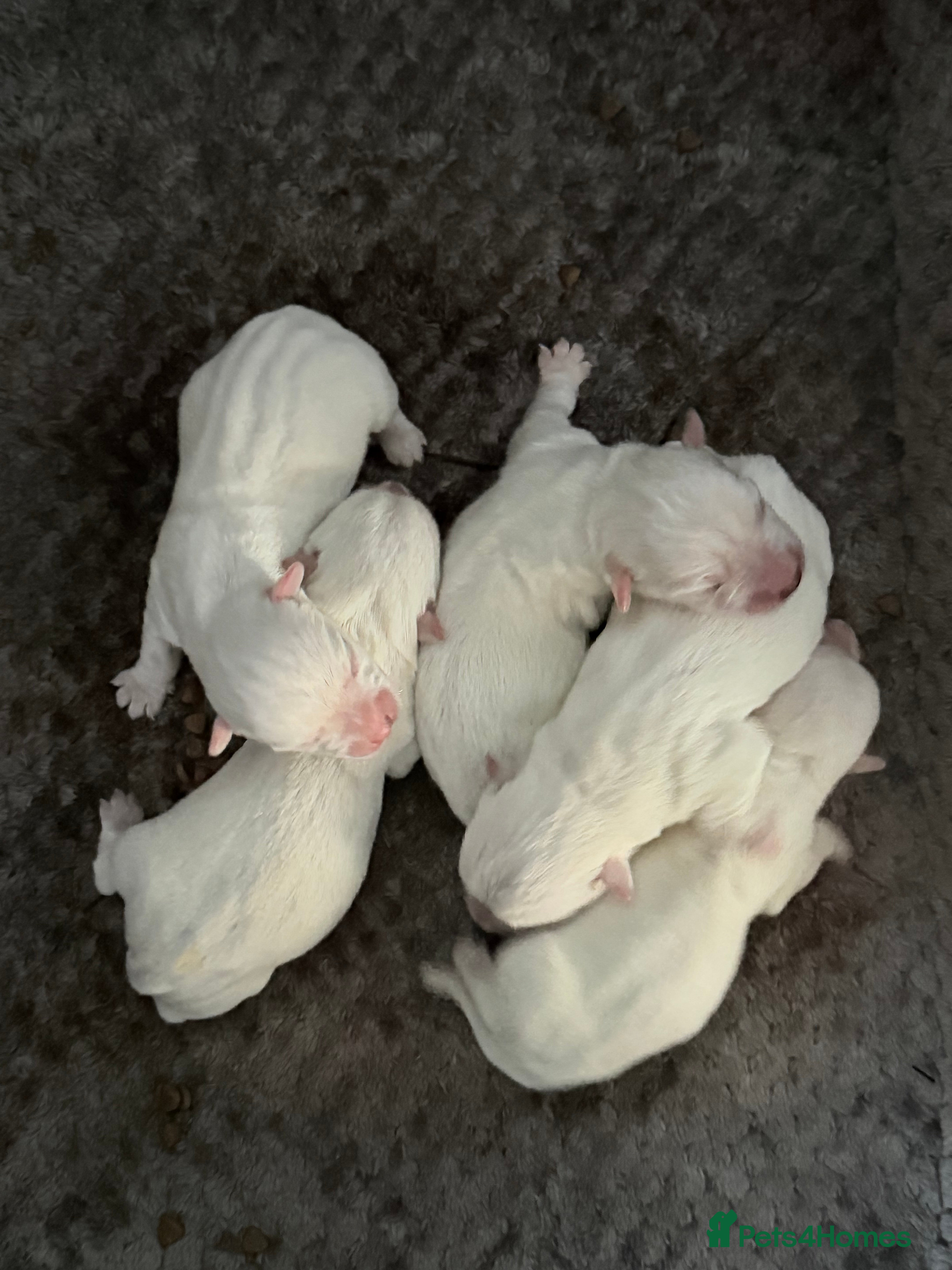 West Highland Terrier dogs Quality pedigree West Highland White Terriers  - Advert 2