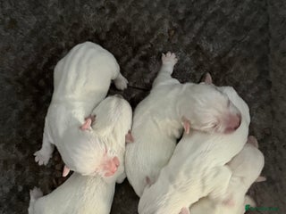 West Highland Terrier dogs - Advert 1