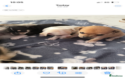 Chihuahua dogs for sale: Chihuahua Puppy 3 - 2 boy, 1 girl  chihuahua  - Image 7