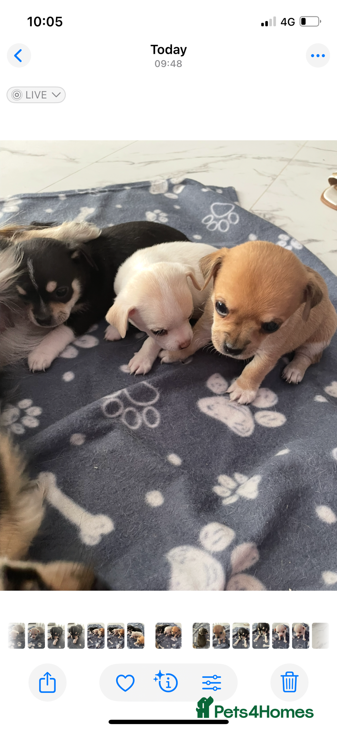 Chihuahua dogs for sale: Chihuahua Puppy 3 - 2 boy, 1 girl  chihuahua  - Image 7