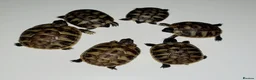 Hermann Tortoise reptiles for sale: Hermann tortoises  - Advert 5