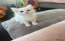 Persian cats for sale: Fluffy indoor kittens-Persian&Main Coon cross  - Image 15