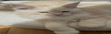 Maine Coon Kitten 3