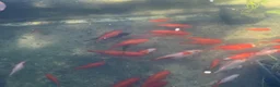 Goldfish fish for sale: Goldfish for sale in Bournemouth - Advert 3