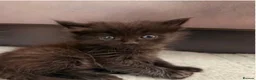 Bengal cats for sale: Bengal , tabby kittens  in Ilford - Advert 15